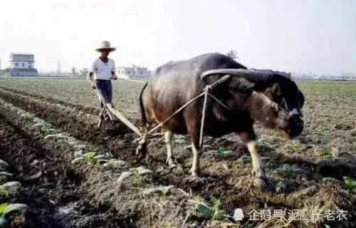 散文-屋後小爹爹