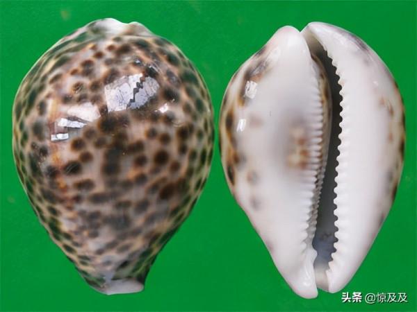 海螺也有國家保護?這幾種稀奇漂亮的海螺不能亂撿亂吃 海螺也有國家保護?這幾種稀奇漂亮的海螺不能亂撿亂吃