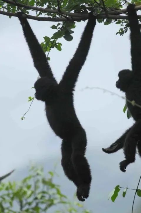西黑冠長臂猿在無量山數量穩中有升 種群數量調查成果104群