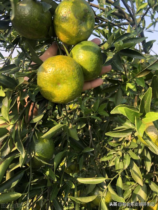 “耕地紅線”下的新會陳皮,是否需設立新會柑“保育區”? “耕地紅線”下的新會陳皮,是否需設立新會柑“保育區”?