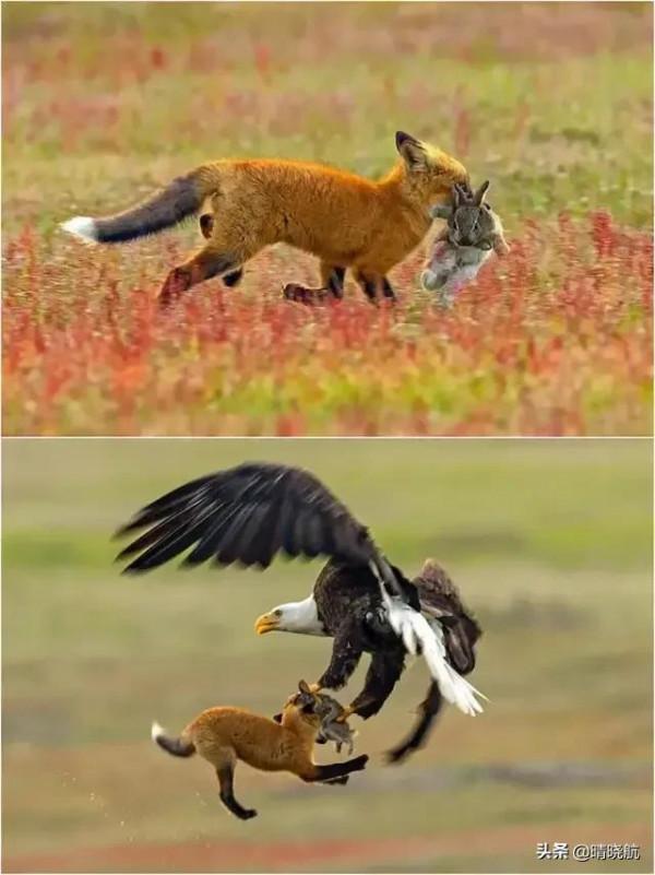 21張活久未見的罕見照片，大自然有時很殘酷，網友直呼長見識了