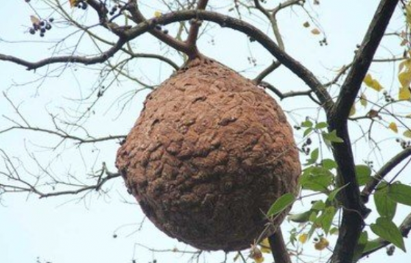 34歲湖南女子，為替丈夫還債辭去教師工作，獨闖上海4年賺80萬