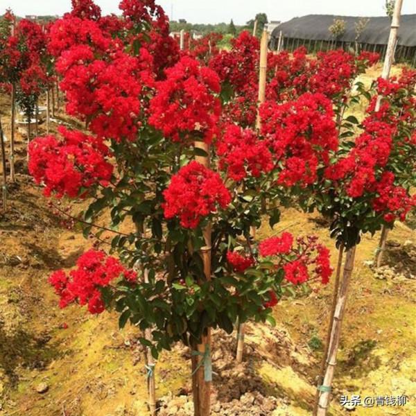 基金專案:紫薇品種選育、育苗、栽培與生理研究綜述 基金專案:紫薇品種選育、育苗、栽培與生理研究綜述