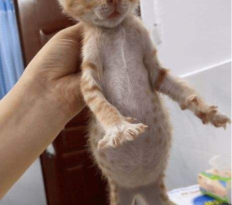 如何應對貓傳腹