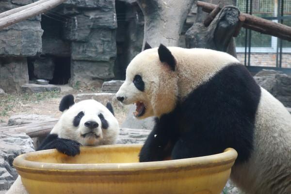 要萌化了，北京動物園雙胞胎大能貓爭搶美食互不相讓