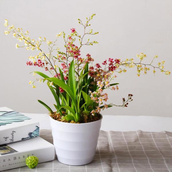 5種“耐寒花”，好看不怕凍，低溫也能爆花，一直開到初夏