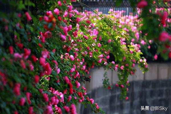 這才是未來農村最奢華的住宅,不過你知道弄個農村戶口有多難? 這才是未來農村最奢華的住宅,不過你知道弄個農村戶口有多難?