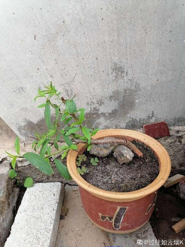 吃桃季,院子還沒種桃樹的看過來,純天然無公害 吃桃季,院子還沒種桃樹的看過來,純天然無公害