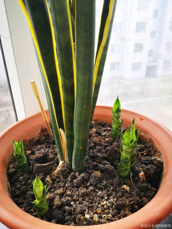 10種花得窮養,盆越小、水越少,越長得旺 10種花得窮養,盆越小、水越少,越長得旺