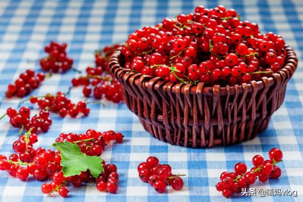 按克賣的網紅水果——紅醋栗，聽名字就很酸，最高價卻賣到近百元