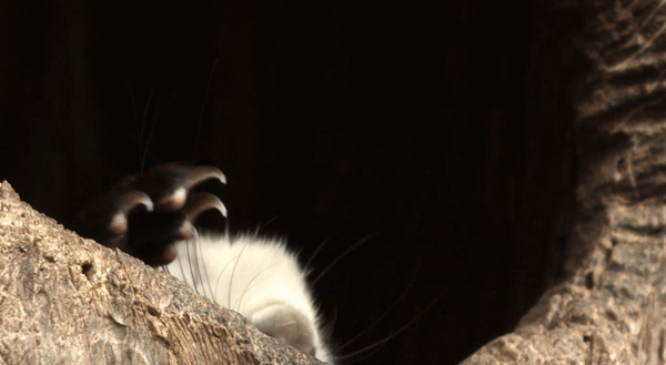 有靈且美，它們可太會了