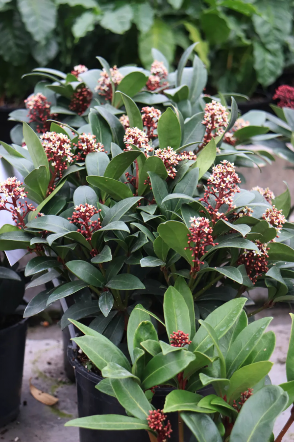 紅火過年，寓意吉祥，春節年宵花選購指南第1期，附養護攻略