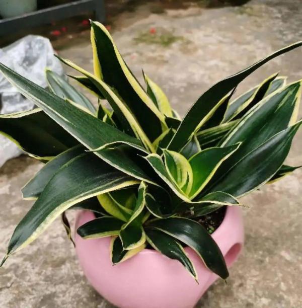 注意!花盆要是太深,養花要注意,很容易爛根 注意!花盆要是太深,養花要注意,很容易爛根