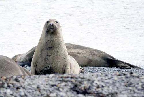1911年,一場瘋狂的冒險,他們前往世界的盡頭南極極點 1911年,一場瘋狂的冒險,他們前往世界的盡頭南極極點