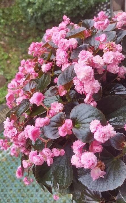 四季海棠不開花?做好3點,葉片多花也多,一直開,很鮮豔 四季海棠不開花?做好3點,葉片多花也多,一直開,很鮮豔