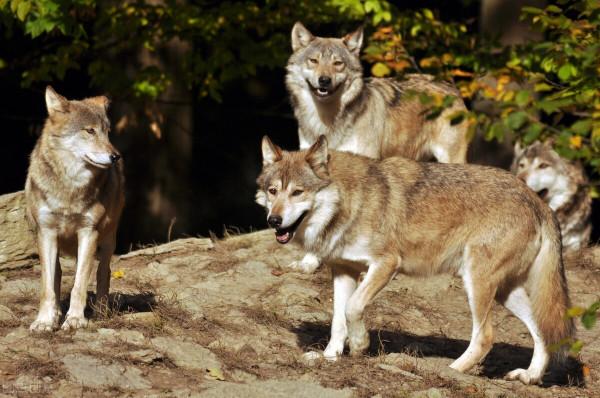 大白天狼群闖進村子，不傷害人畜，直奔老人家中