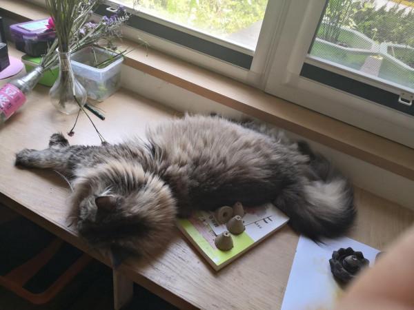 三貓記 2 二胎政策就是好，送我一隻大肥貓