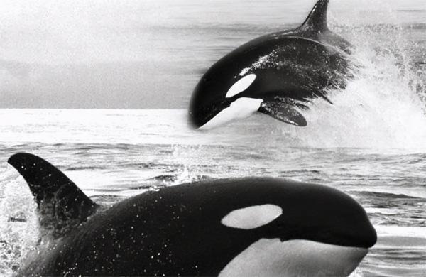 這頭虎鯨成了“萬人迷”，人們不惜罰款10萬，也要去海里和它玩耍