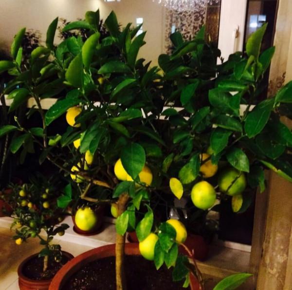 這&OpenCurlyDoubleQuote;3種&rdquo;植物，在家養1盆，能減少甲醛、細菌，使家人更健康