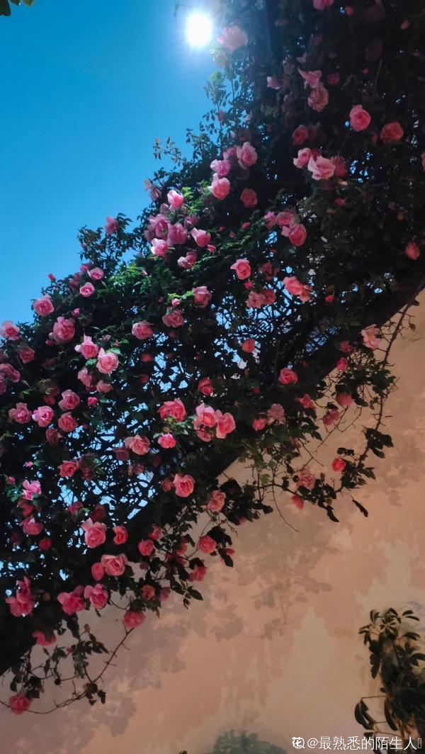 想打造花海瀑布，養1種花就夠了，開花爬滿整面牆