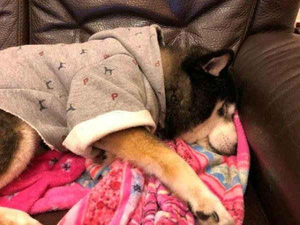16歲狗狗將接受安樂死，主人帶它曬最後一次太陽，重溫感動回憶
