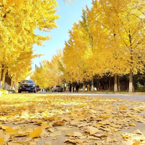 快來，房山這條“金色”打卡聖地又到最美時刻！多圖記錄美好瞬間