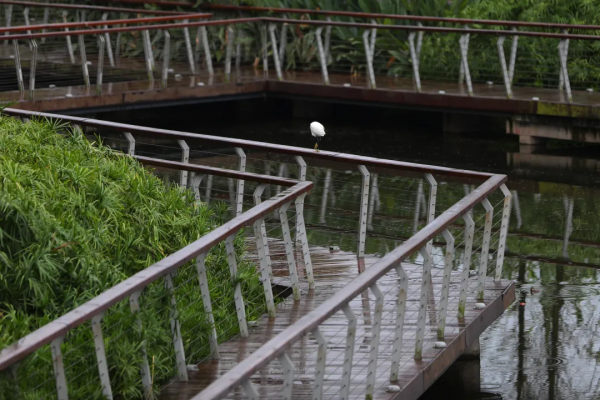 雨中苦竹溪 享受生態美