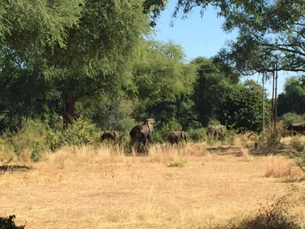 非洲尚比亞的旅居生活七 非洲尚比亞的旅居生活七