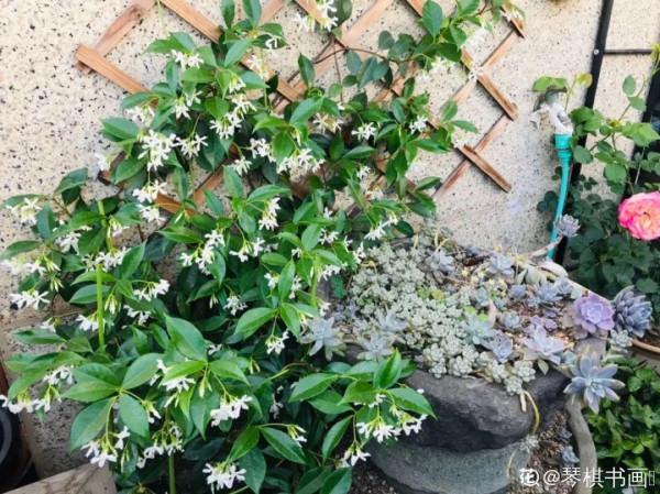 1種花像“小風車”,爬牆速度超快,花香濃郁好聞極了 1種花像“小風車”,爬牆速度超快,花香濃郁好聞極了