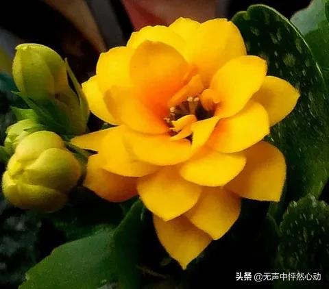 鵝黃色長壽花，給你帶來清新寧靜的淡淡溫暖