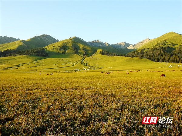 帶你看看網友鏡頭下“那拉提養蜂女”生活的草原有多美