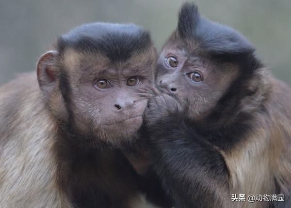 物種百科：黑帽懸猴