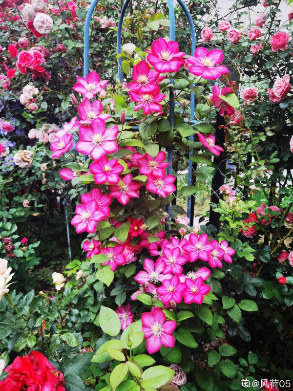 秋天一到，花牆變空牆，這5種爬藤花，秋天種不要太合適