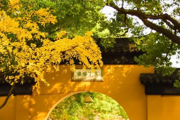 千萬別與秋天的姑蘇比美!楓葉漫山,銀杏紛飛,一步一景美成了詩 千萬別與秋天的姑蘇比美!楓葉漫山,銀杏紛飛,一步一景美成了詩