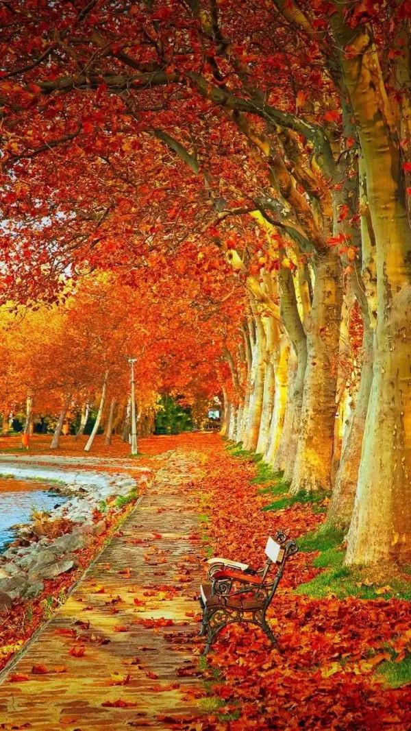 最美的五彩楓葉 最美的五彩楓葉