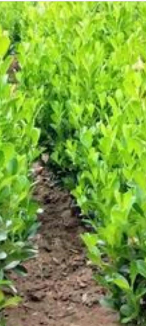 能不能想辦法到了冬天也讓北方植物充滿生機？