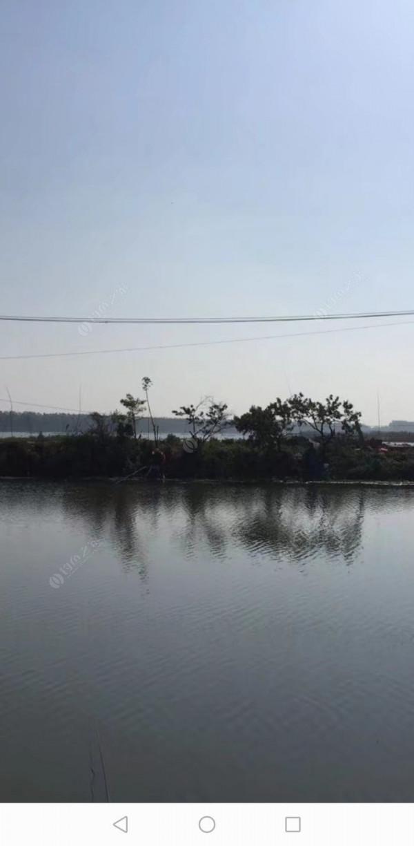 百人競釣黃碼河