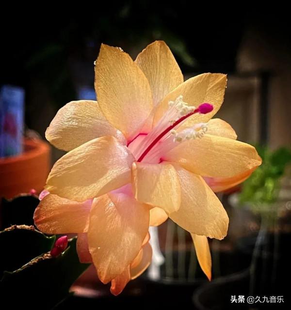 分享——美麗動人的蟹爪蘭