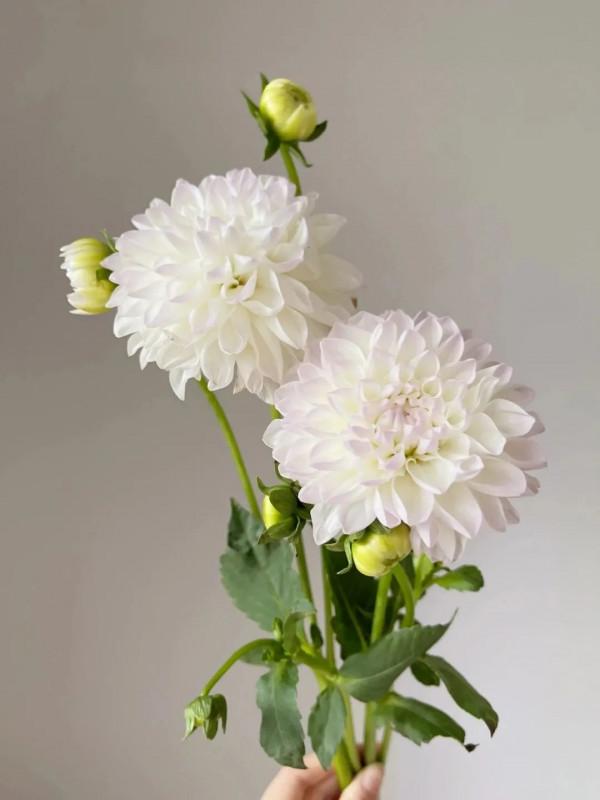 植庫‖豐富多彩的大麗花竟被冠為慘案之名？