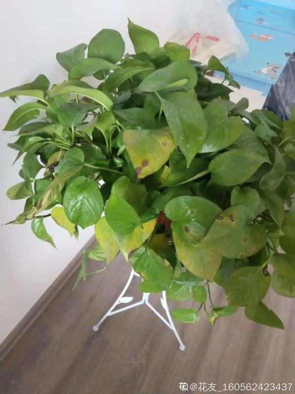 10種“怕曬花”,越曬死越快,半陰地兒反倒長得旺 10種“怕曬花”,越曬死越快,半陰地兒反倒長得旺