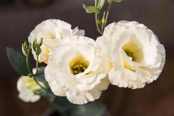 五彩斑斕洋桔梗花 五彩斑斕洋桔梗花