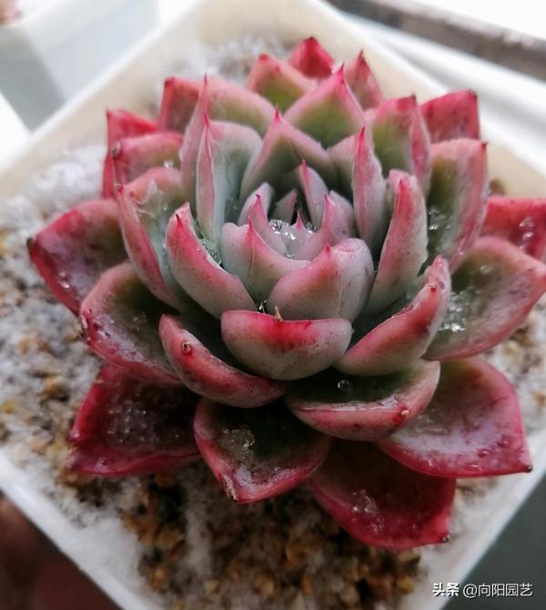 這下完犢子了，大雪把多肉覆蓋了，肉肉變成透明色，太慘了