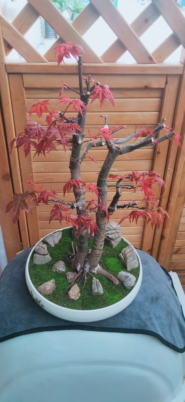 百年寺院道觀種的“七賢”,原來是這7種花,家裡養一盆好運連連 百年寺院道觀種的“七賢”,原來是這7種花,家裡養一盆好運連連