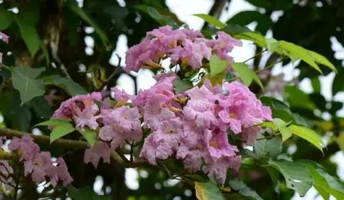 實用分享丨30款大型開花樹種介紹,白似雪、黃似陽、紅似霞,美翻 實用分享丨30款大型開花樹種介紹,白似雪、黃似陽、紅似霞,美翻