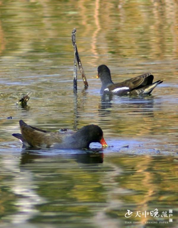 開源湖公園：成群的紅嘴野鴨河中嬉戲打鬧