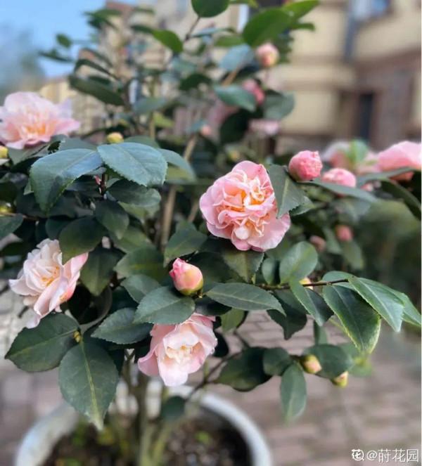 10種旺運花，一個月內要漲價，現在趕緊買