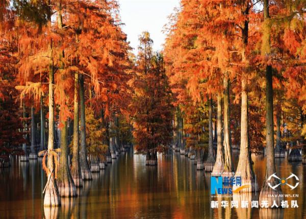 新華網鏡頭下的武漢漲渡湖溼地：初冬紅葉美，候鳥翩翩飛