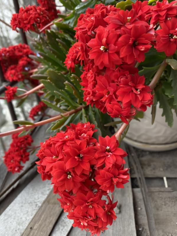 秋季長壽花要修剪就要趁早了，晚了今年可能就不開花了