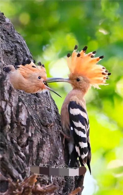 不同種類的“鳥媽媽”有一樣的愛