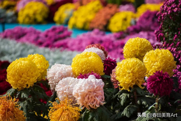 教程丨少兒美術課程《賞菊迎鶴來》 教程丨少兒美術課程《賞菊迎鶴來》